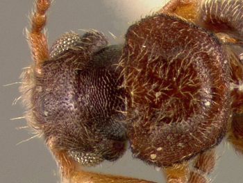 Media type: image;   Entomology 27478 Aspect: head dorsal view